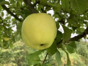 alte Apfelsorten: Seestermüher Zitronenapfel
