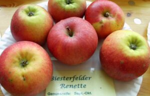 Alte Apfelsorten: Biesterfelder Renette