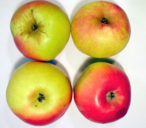 alte Apfelsorten: Lausitzer Nelkenapfel